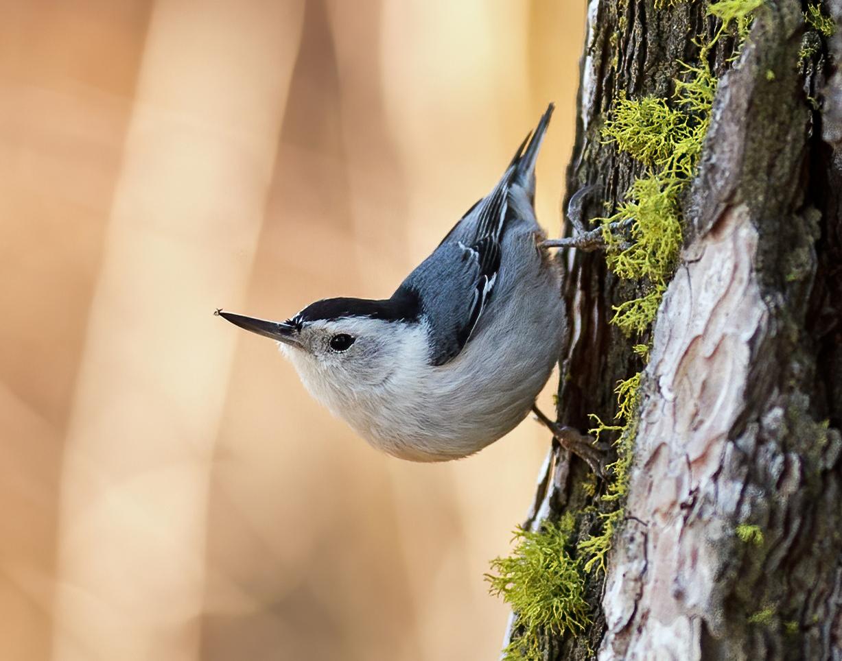 Reader photo: Nuthatch just hanging | The Spokesman-Review