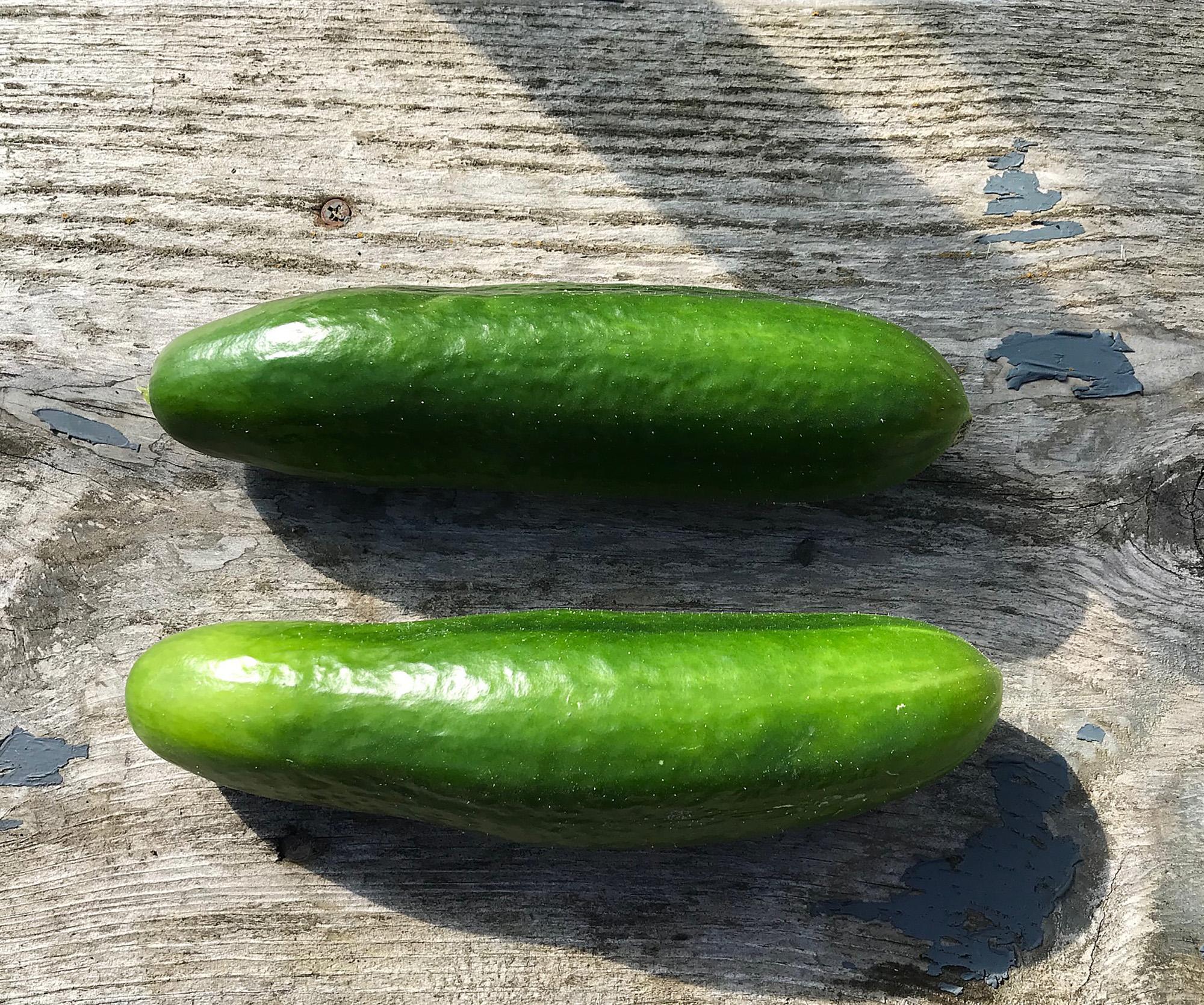 In the Garden: Warm season crops as cool as a cucumber | The Spokesman