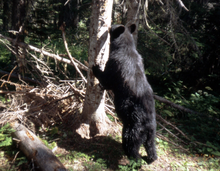 Learning to live with wildlife | The Spokesman-Review