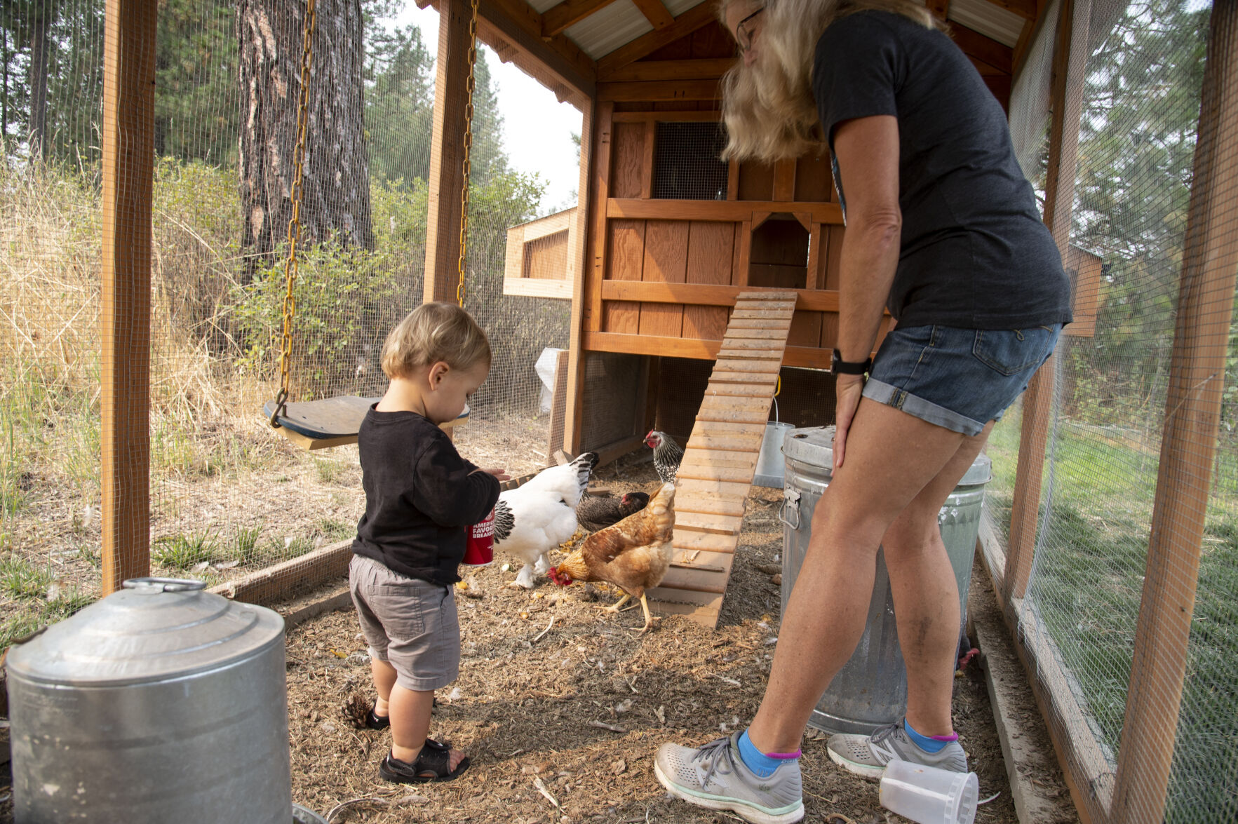 Pandemic project A family builds chicken coop for the ages The