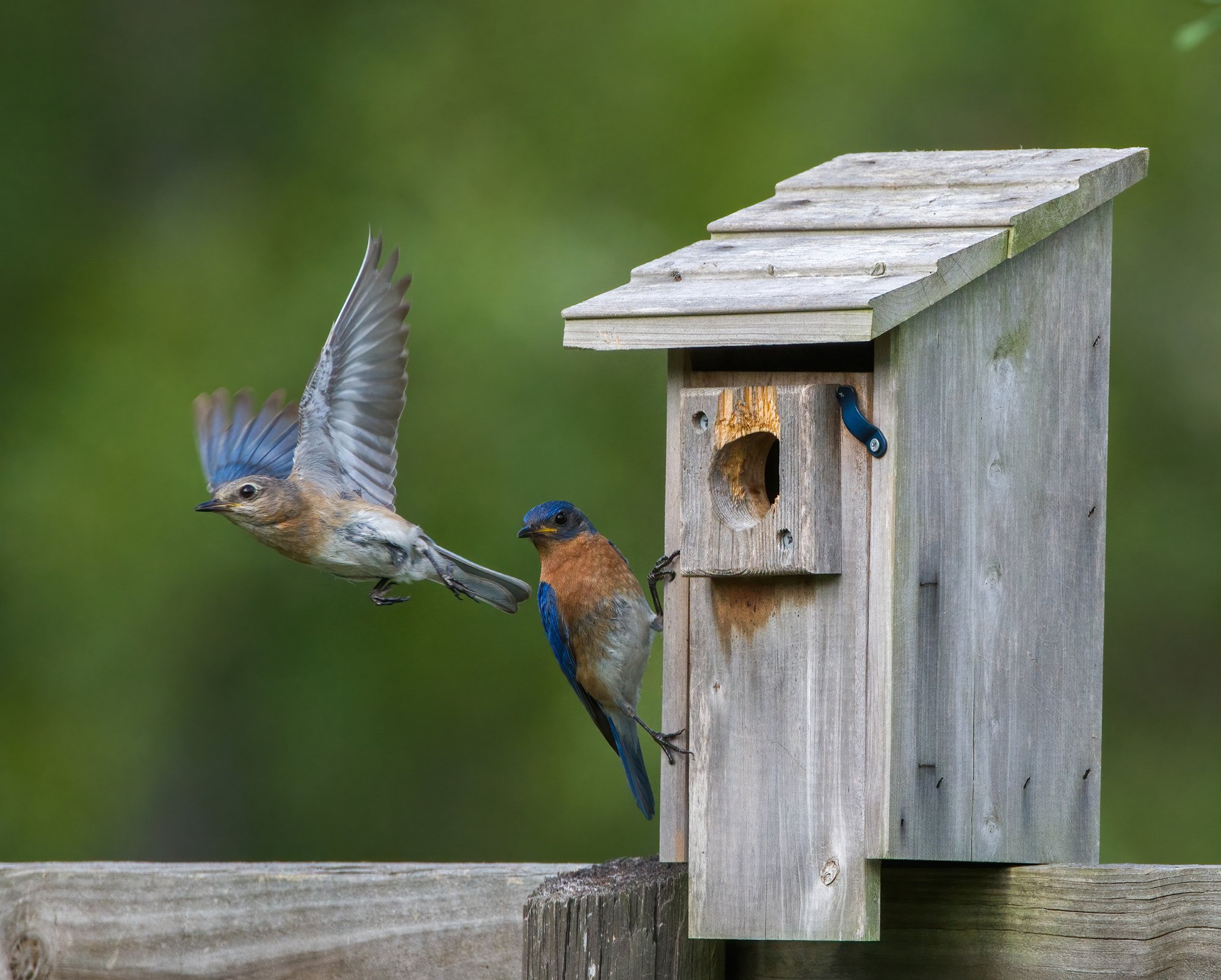 Idaho's 'Bluebird Man,' known for aiding state bird, celebrates ...