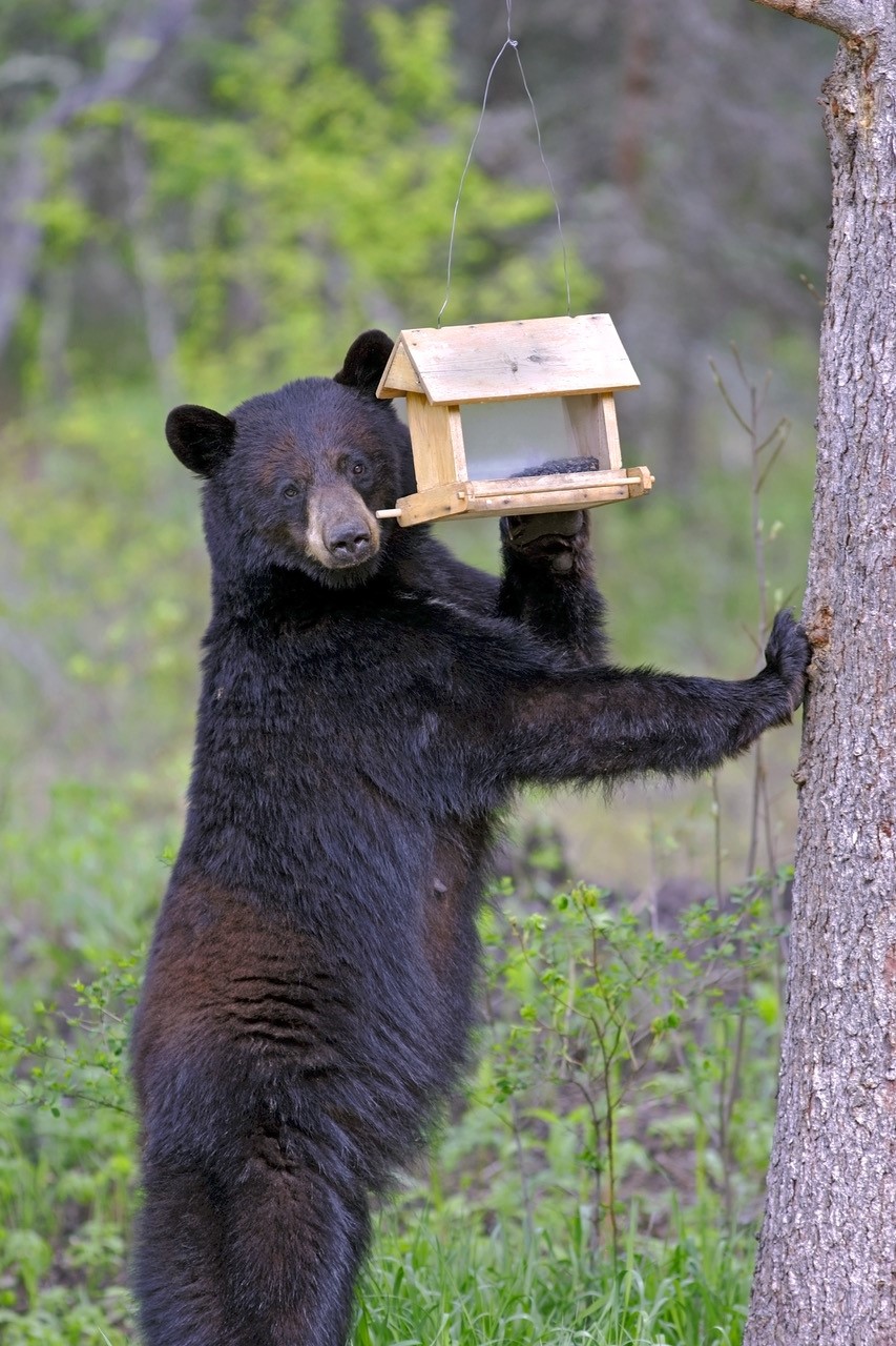 Hunters' pushback against cancellation of Washington spring bear hunt