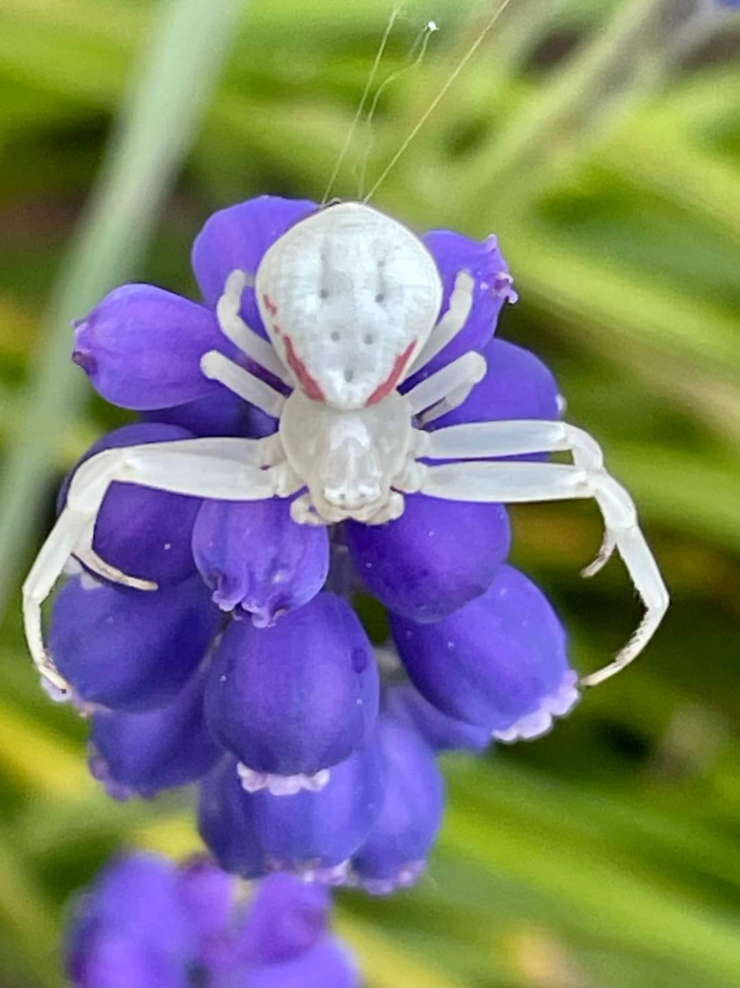 State Flower Of Texas Crossword Best Flower Site