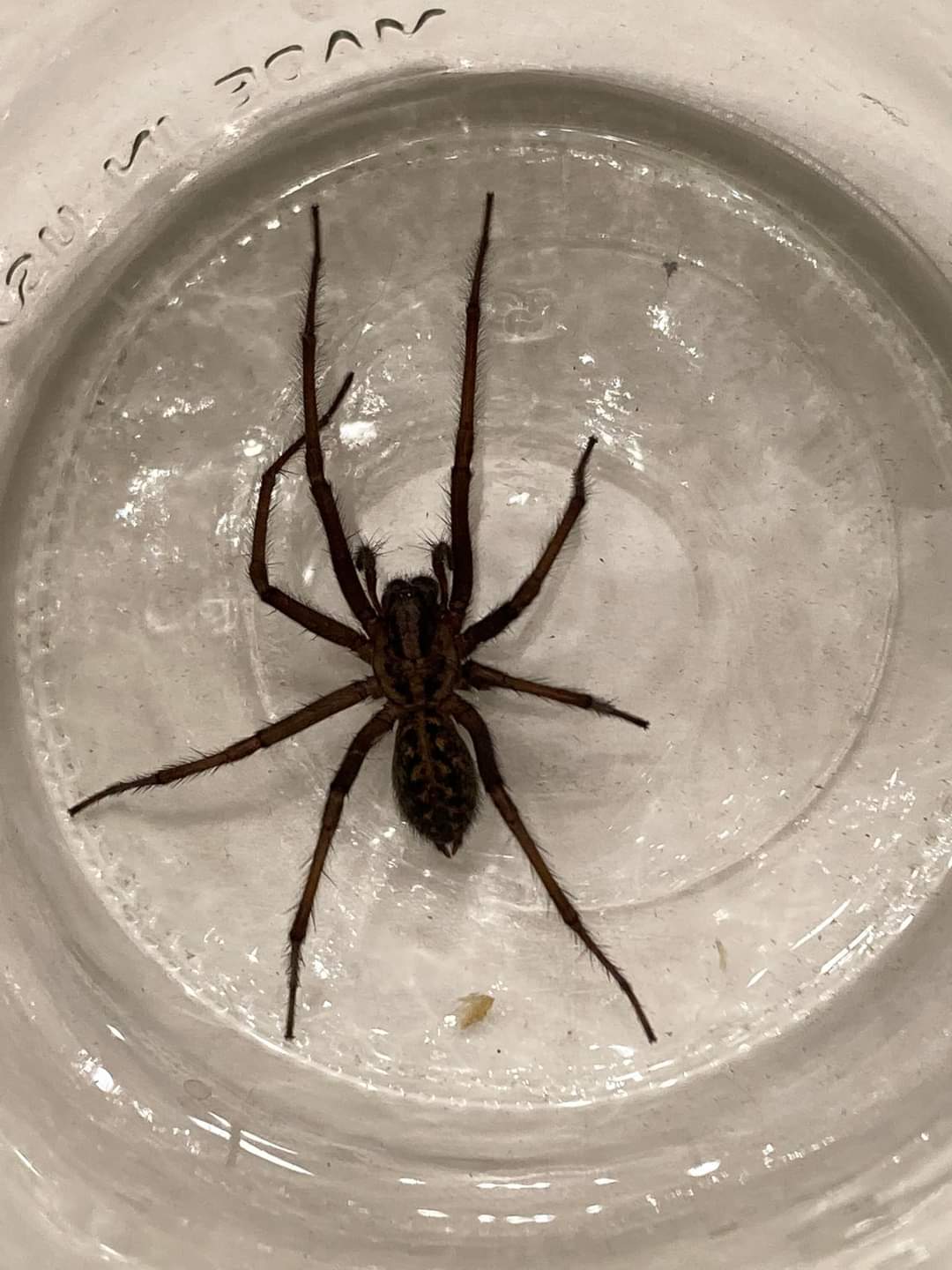 It's spider mating season: Why you're seeing spiders in your home now