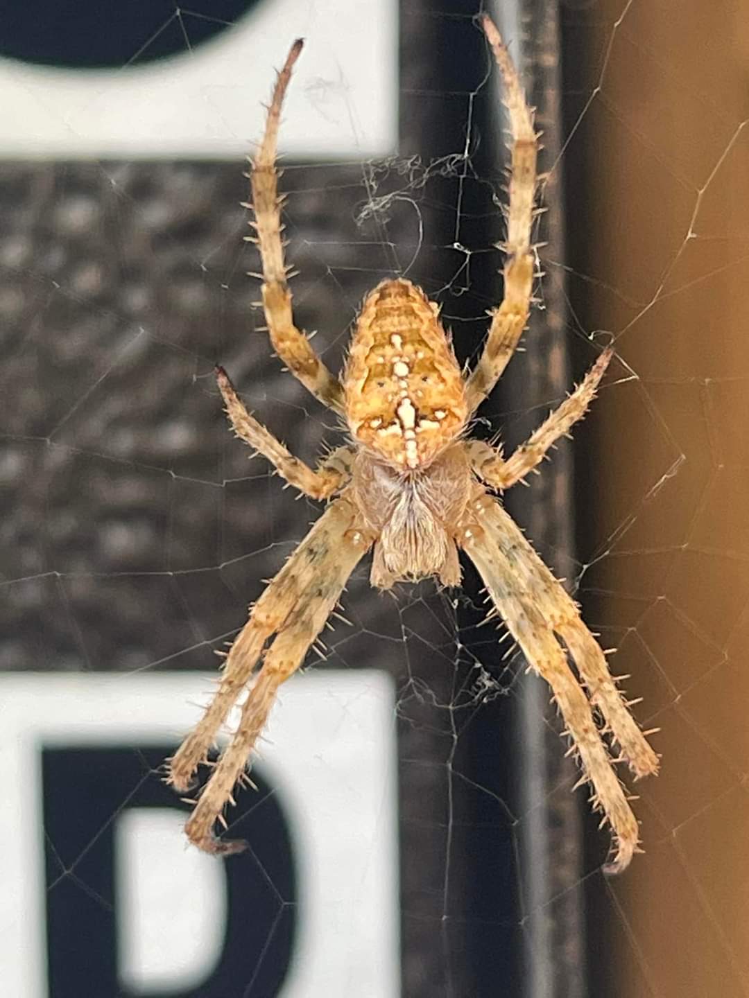 Why do Orb Weaving Spiders Make Patterned Webs?