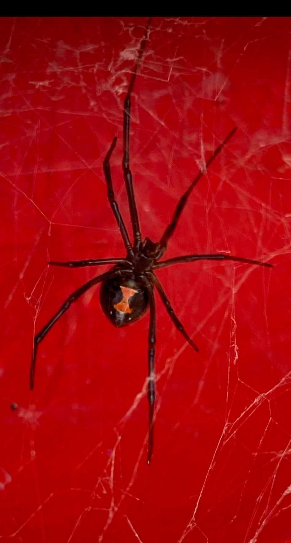 News stories have caught spiders in a web of misinformation