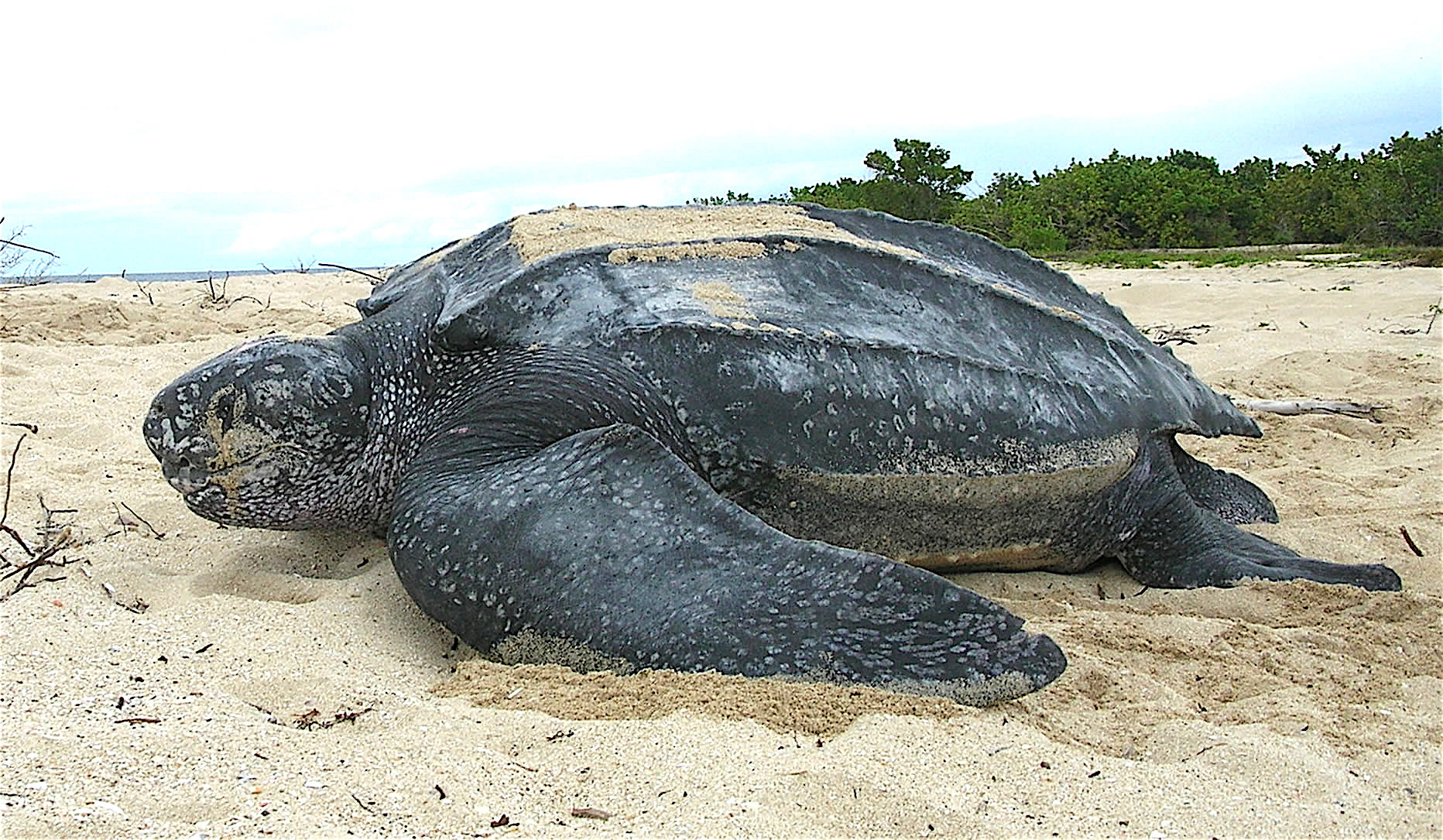 Credit: U.S. Fish and Wildlife Service