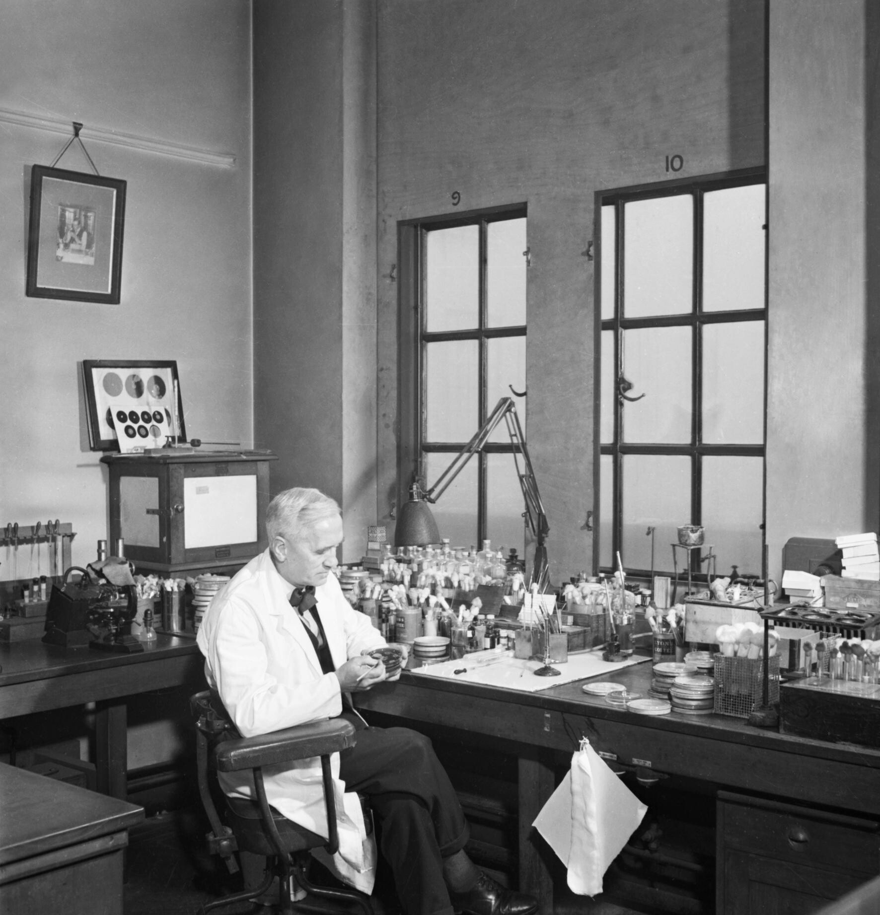 Professor Alexander Fleming at work in his laboratory. Photo sourced from the Imperial War Museum