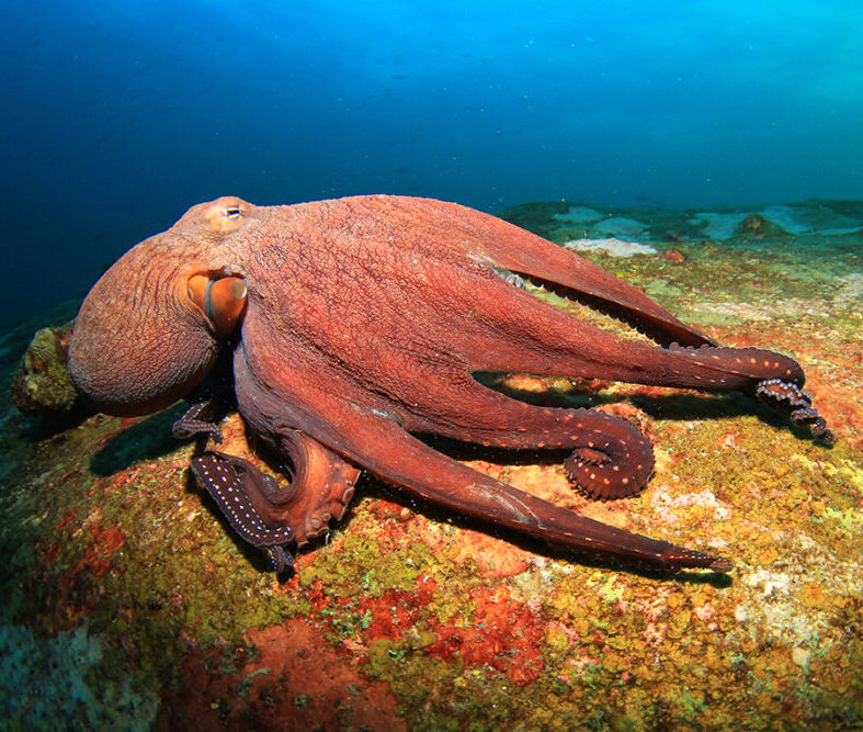Ocean Conservancy