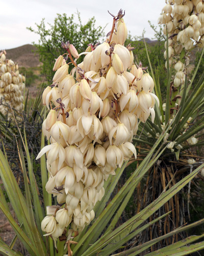 Stunning Signs Of Spring In Big Bend Texas The Spokesman Review