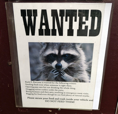 Racoon wanted poster