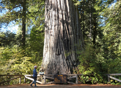 Big Tree, California redwoods