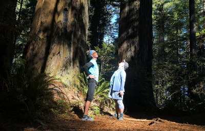 Redwoods, Northern California